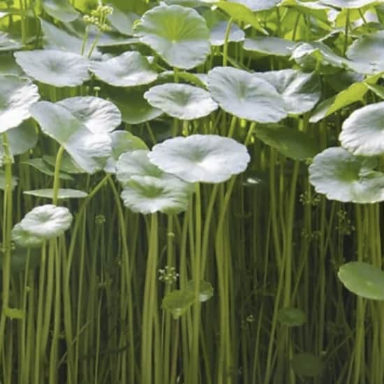Centella (Gotu kola)
