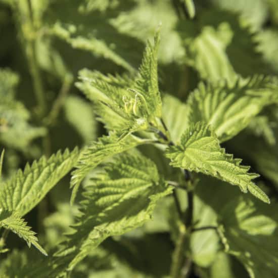 Nettle leaves