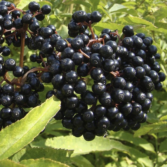 Black elderberry