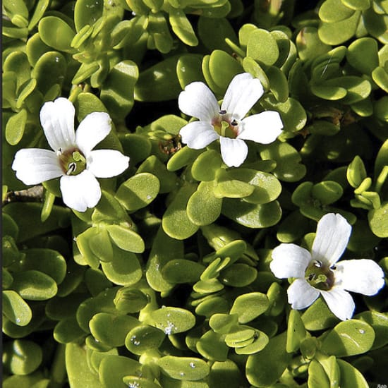Bacopa