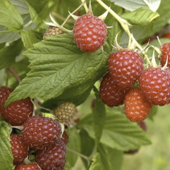 Saint James Red Raspberry Red raspberries - Greenify - plant-astic effect!
