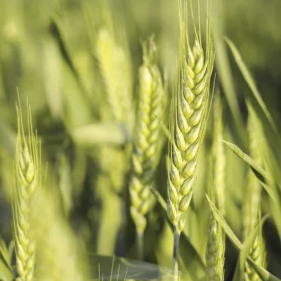 Wheat seeds