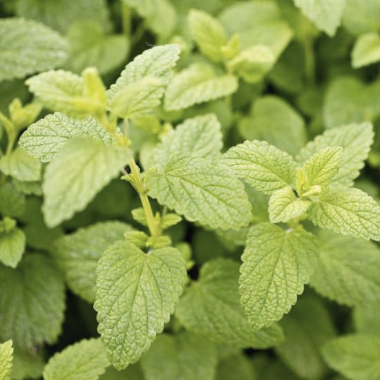 Lemon balm